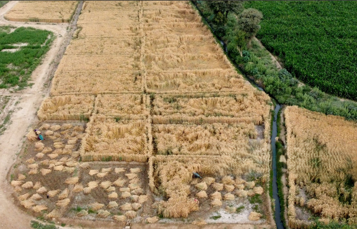 Wheat field ready for harvest